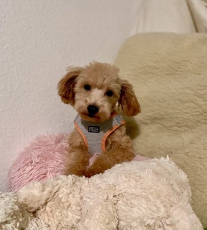 Maltipoo maltai es toy uszkar