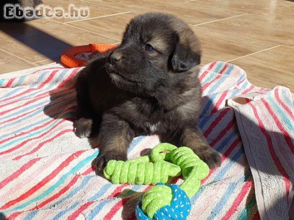 Sarplaninac kölykök a Bakony Gyöngye Kennelből