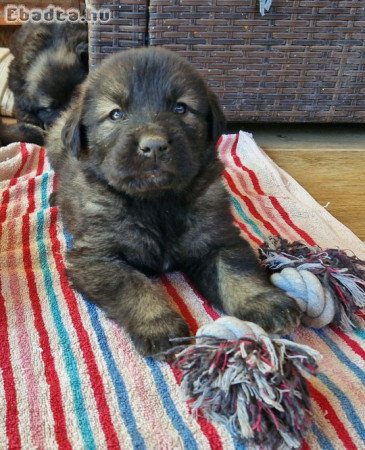 Sarplaninac kölykök a Bakony Gyöngye Kennelből