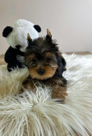 Mini Yorkshire terrier