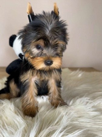 Mini Yorkshire terrier