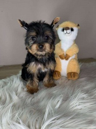 Mini Yorkshire terrier