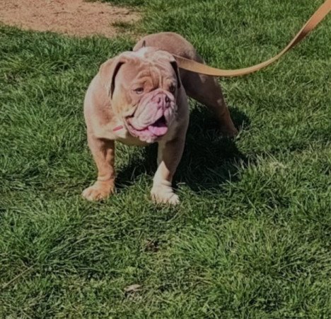 Angol bulldog