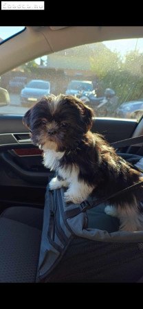 Shi-tzu Fekete-fehér kiskutyák költöznének.