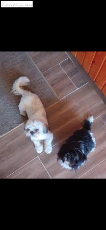 Shi-tzu Fekete-fehér kiskutyák költöznének.