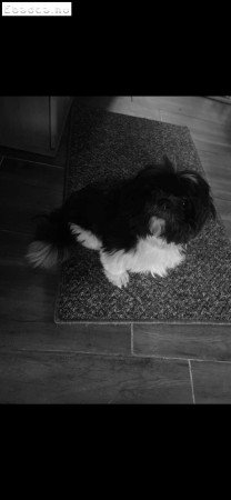 Shi-tzu Fekete-fehér kiskutyák költöznének.