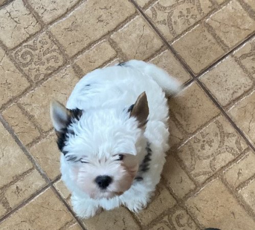 Biewer yorkshire terrier