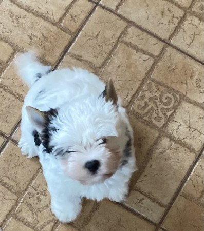 Biewer yorkshire terrier