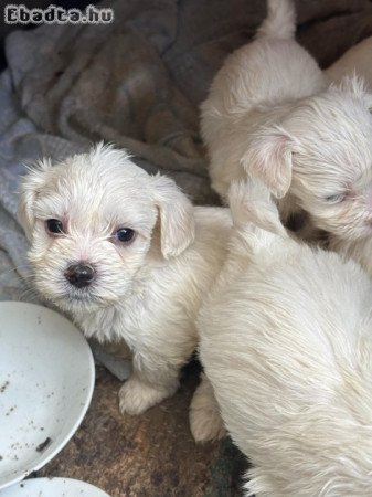 Máltai kiskutyák eladók