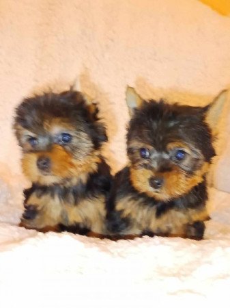 Yorkshire terrier