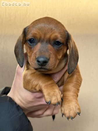 Eladó törpe tacskó