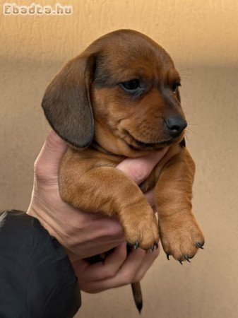 Eladó törpe tacskó