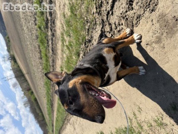 Trikolor Bullterrier