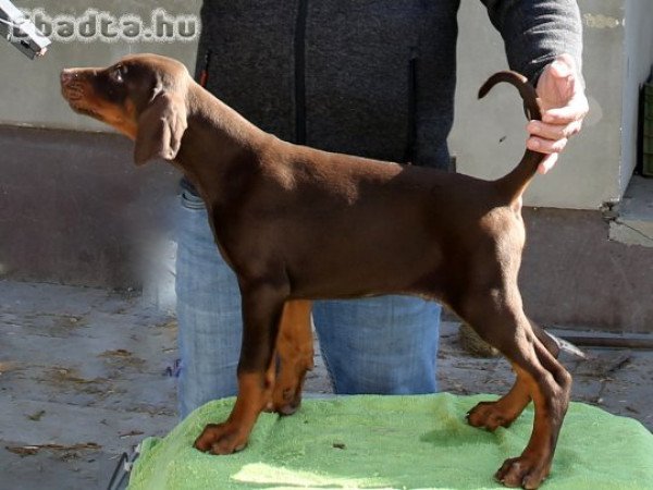 DOBERMANN KITŰNŐ PÁROSÍTÁSBÓL