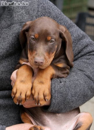 DOBERMANN KITŰNŐ PÁROSÍTÁSBÓL