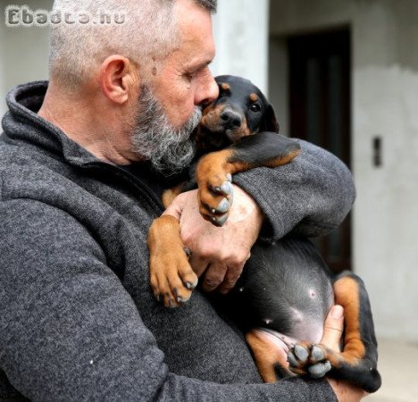 DOBERMANN KITŰNŐ PÁROSÍTÁSBÓL