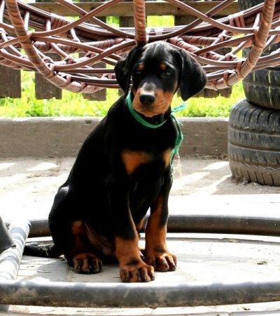 Dobermann