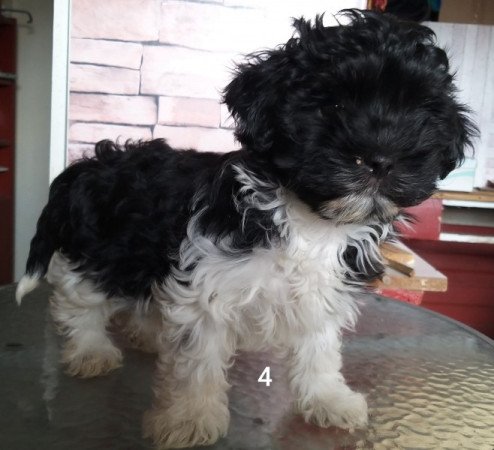 Bichon havanese