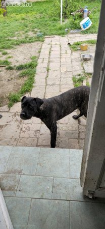 Cane Corso eladó