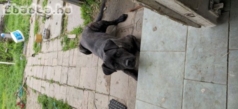 Cane Corso eladó