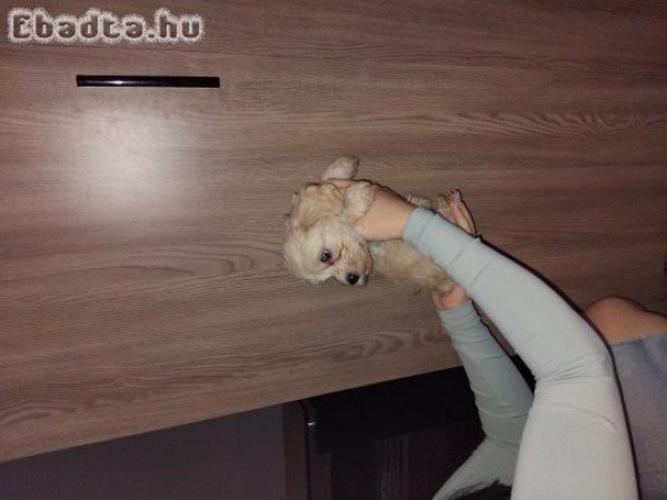 Havapoo szerelem gyerekek