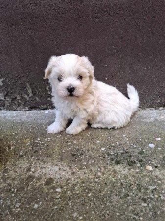 Bichon Havanese