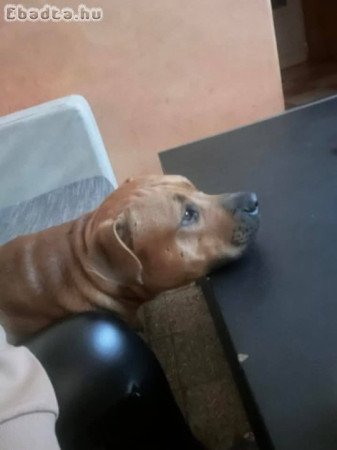 Amstaff kutya sürgősen új gazdát keres