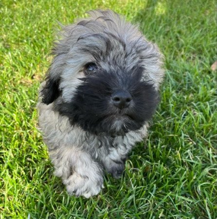 Havanese