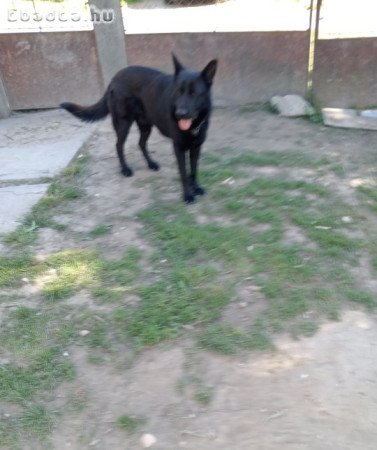 Németjuhász kiskutyák eladók