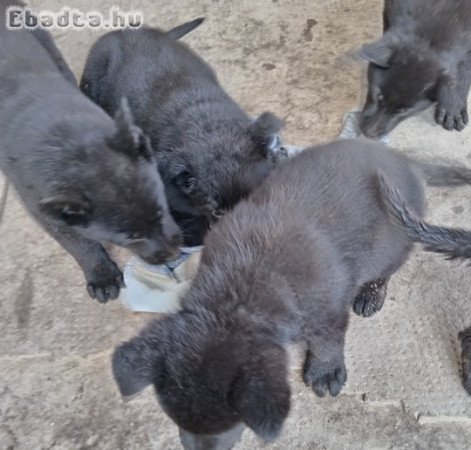 Németjuhász kiskutyák eladók