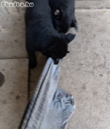 Németjuhász kiskutyák eladók