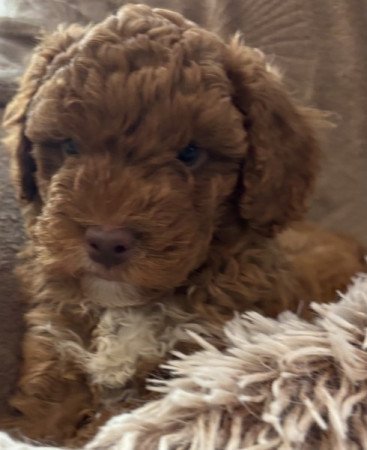 Törpe Uszkár❤️❤️