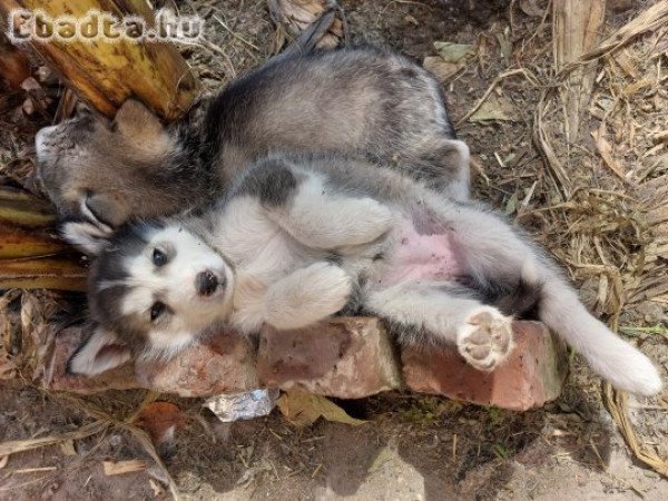 Alaszkai malamut kölykök ,Kecel,Bács-Kiskun