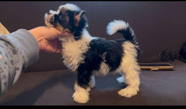 Biewer Yorkshire terrier