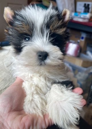 Biewer Yorkshire terrier