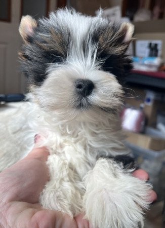 Biewer Yorkshire terrier