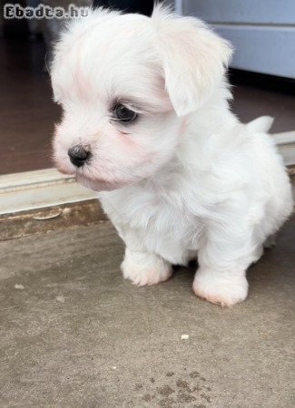 Máltai fiúcska eladó