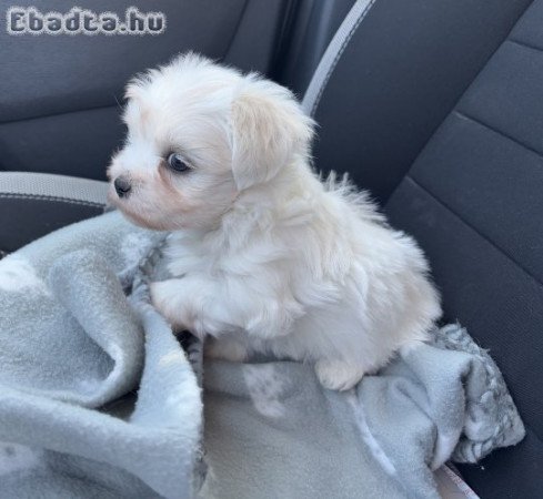 Máltai fiúcska eladó