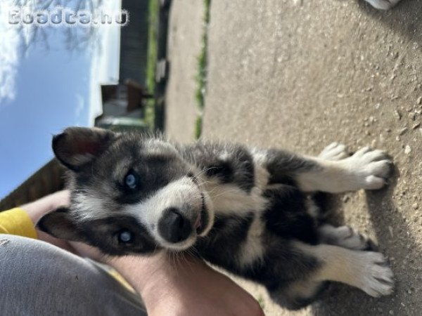 Husky kölykök eladó