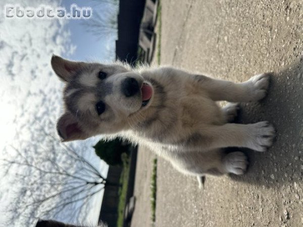 Husky kölykök eladó