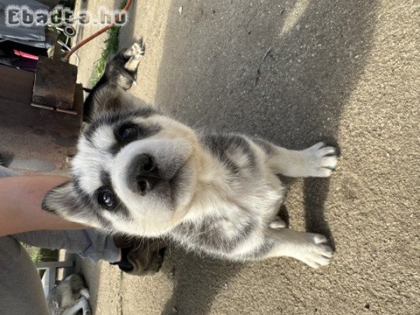 Husky kölykök eladó