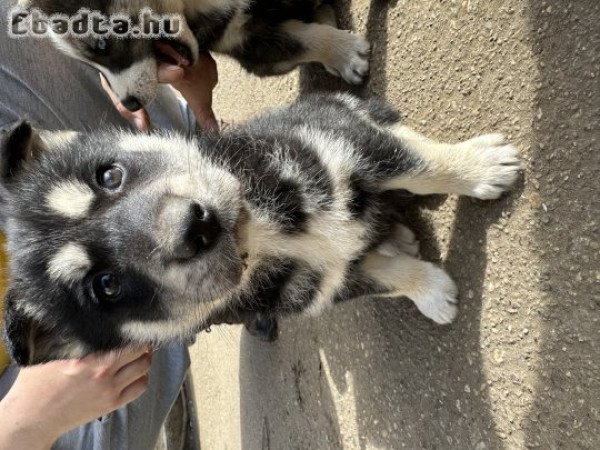 Husky kölykök eladó