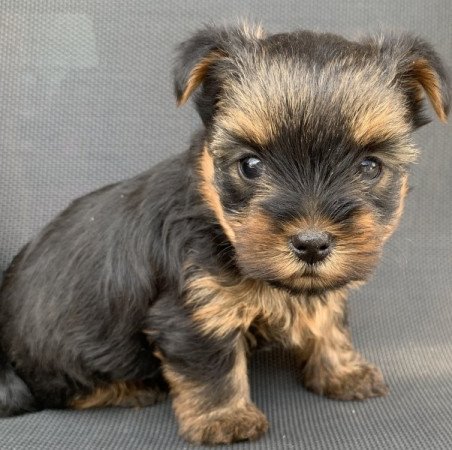 Yorkshire Terrier