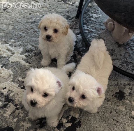 Bichon Havanese babák költöznének