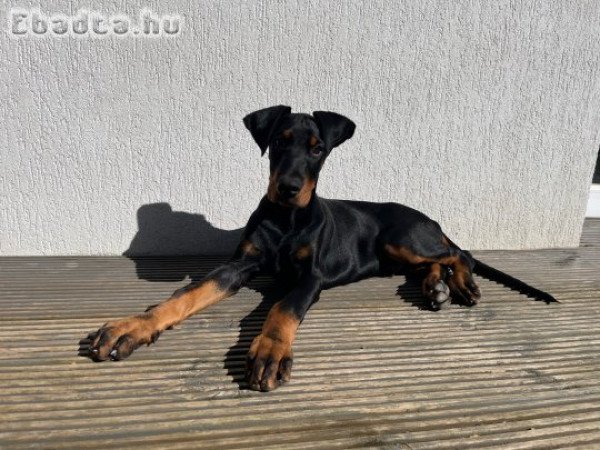 törzskönyves Dobermann