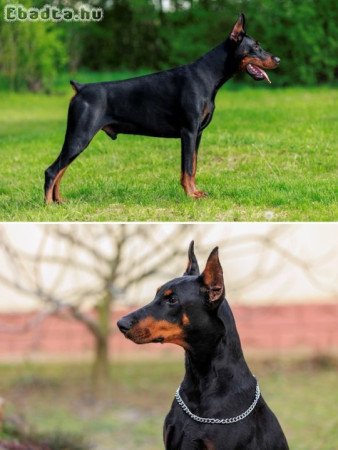 törzskönyves Dobermann