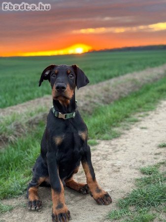 törzskönyves Dobermann