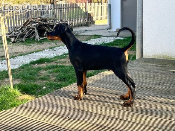törzskönyves Dobermann