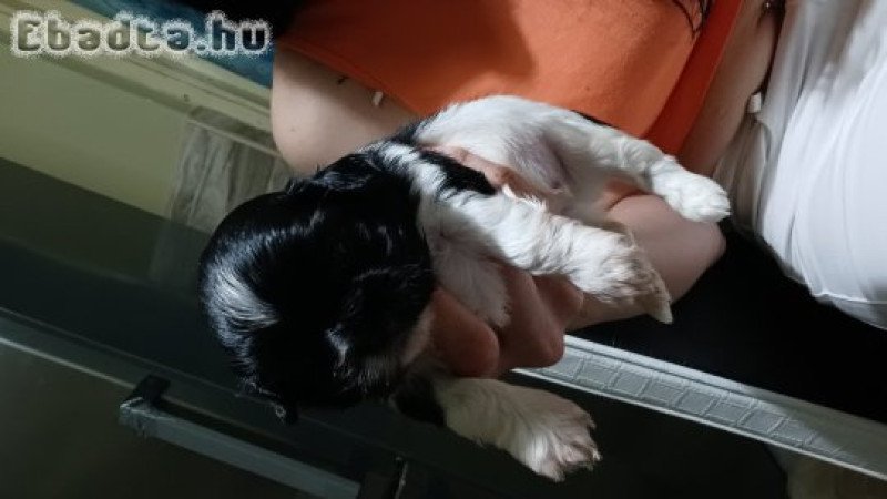 Shi-tzu kis kutyusok