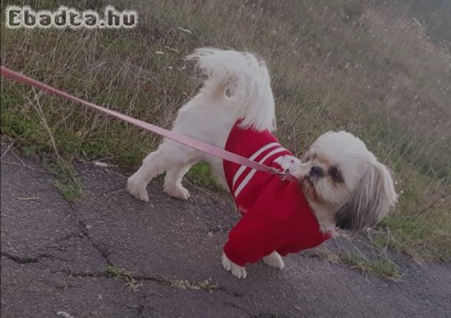 Shi-tzu kis kutyusok